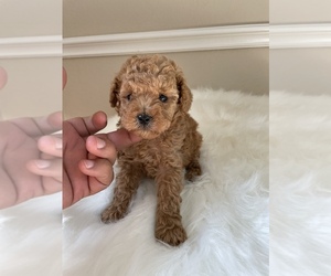 Poodle (Toy) Puppy for sale in PLANO, TX, USA