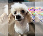 Small #10 Poodle (Toy)
