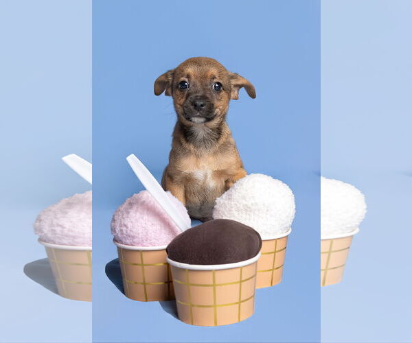 Medium Photo #9 Chihuahua-Unknown Mix Puppy For Sale in McKinney, TX, USA