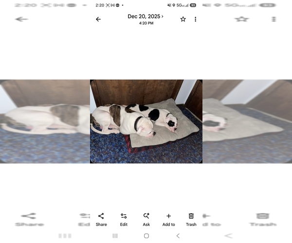 Medium Photo #20 American Bulldog Puppy For Sale in INDEPENDENCE, MO, USA