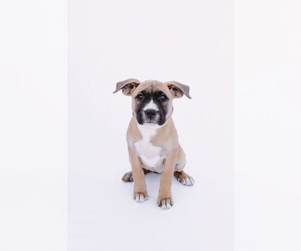 Medium Photo #7 American Staffordshire Terrier-Boxer Mix Puppy For Sale in Princeton, MN, USA