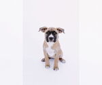 Small #6 American Staffordshire Terrier-Boxer Mix
