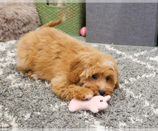 Medium Photo #8 Goldendoodle mix (+ Poodle Miniature) Puppy For Sale in SYRACUSE, IN, USA