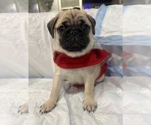 Pug Puppy for sale in LITTLE FALLS, NJ, USA