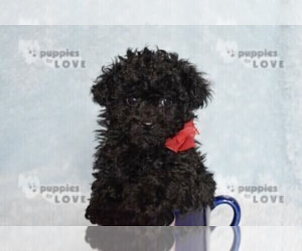 Medium Photo #11 Poodle (Toy) Puppy For Sale in SANGER, TX, USA