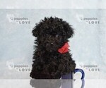 Small #10 Poodle (Toy)