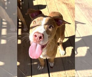 261487  Apricot Jam - Female American Pit Bull Terrier-Unknown Mix Dog for Adoption - Photo #2