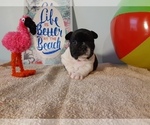 Puppy 1 French Bulldog