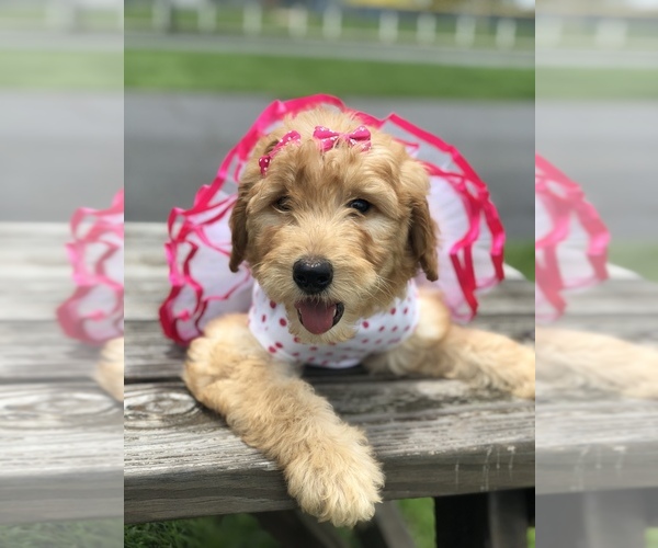 Medium Photo #1 Goldendoodle Puppy For Sale in KISSIMMEE, FL, USA