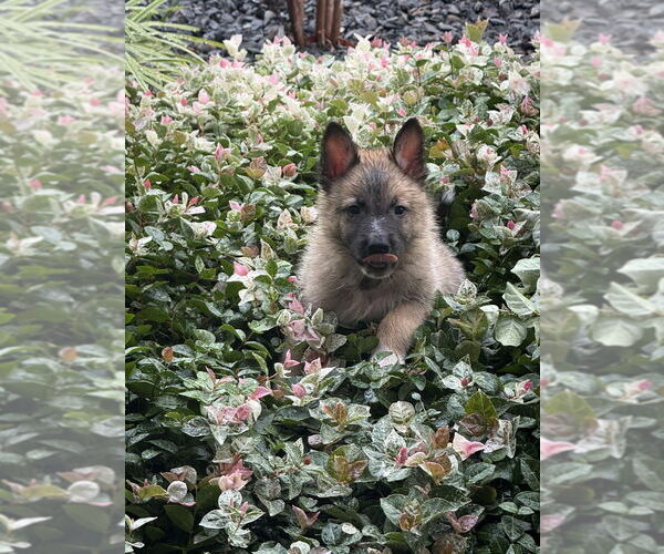 Medium Photo #2 German Shepherd Dog-Unknown Mix Puppy For Sale in Raleigh, NC, USA