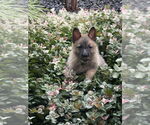 Small #1 German Shepherd Dog Mix