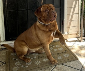 Mother of the Dogue de Bordeaux puppies born on 10/16/2025