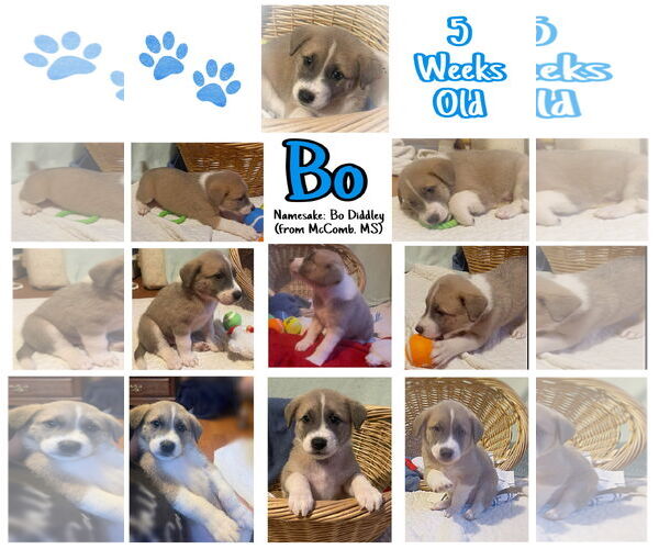 Medium Photo #4 Mutt Puppy For Sale in Westwood, NJ, USA