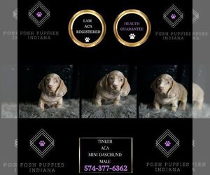 Medium Dachshund