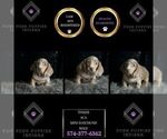 Puppy Chance ACA Dachshund