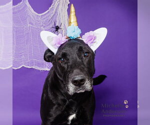German Shepherd Dog-Unknown Mix Dogs for adoption in Corona, CA, USA