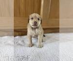 Small Photo #1 Chesapeake Bay Retriever Puppy For Sale in EASTMAN, WI, USA