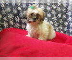 Small #3 Zuchon
