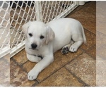 Small Photo #5 Labrador Retriever Puppy For Sale in homestead, FL, USA