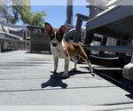 Small #2 Rat Terrier Mix