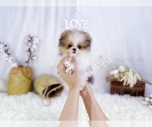 Pomeranian Puppy for sale in ASTORIA, NY, USA