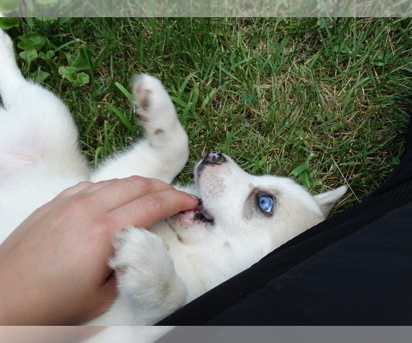 Medium Photo #2 Pomsky Puppy For Sale in NORTHBOROUGH, MA, USA