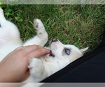 Small Photo #2 Pomsky Puppy For Sale in NORTHBOROUGH, MA, USA