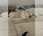 Small Photo #21 Shiba Inu Puppy For Sale in ELIZABETH CITY, NC, USA