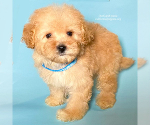 Poodle (Toy) Puppy for sale in BREA, CA, USA