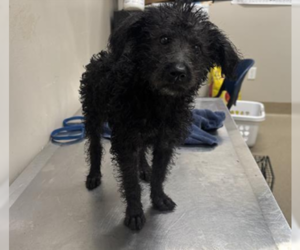 Poodle (Miniature)-Unknown Mix Dogs for adoption in Woodbury, NY, USA