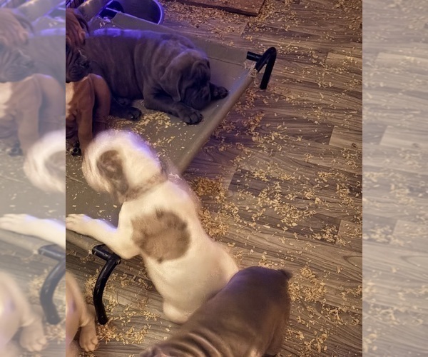 Medium Photo #4 English Bulldogge Puppy For Sale in CENTER BARNSTEAD, NH, USA