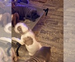 Small Photo #4 English Bulldogge Puppy For Sale in CENTER BARNSTEAD, NH, USA