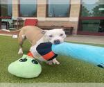 Small #1 American Pit Bull Terrier