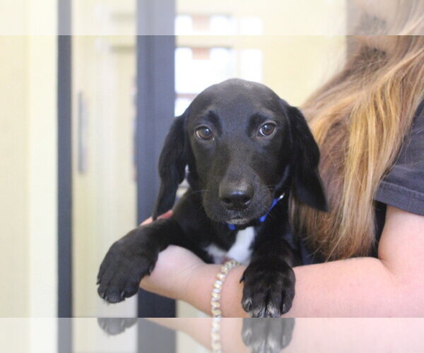 Medium Photo #1 Bassetdor Puppy For Sale in Chestertown, MD, USA