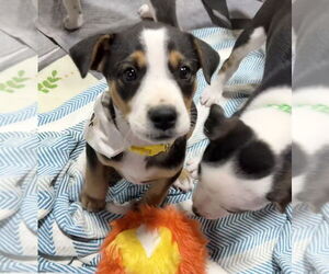 Australian Shepherd-Unknown Mix Dogs for adoption in OKLAHOMA CITY, OK, USA