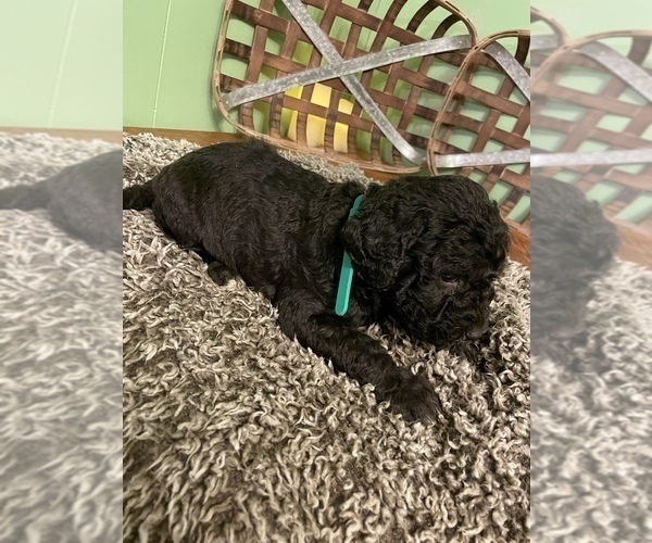 Medium Photo #14 Labradoodle-Poodle (Standard) Mix Puppy For Sale in MIDDLESEX, NC, USA