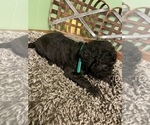 Small Photo #14 Labradoodle-Poodle (Standard) Mix Puppy For Sale in MIDDLESEX, NC, USA