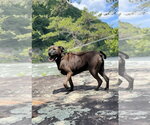 Small #1 Mutt