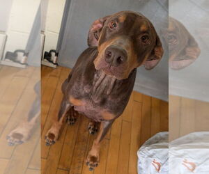 Doberman Pinscher-Unknown Mix Dogs for adoption in Princeton, MN, USA