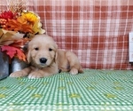 Small #1 Golden Retriever