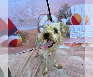 *SUNNY - Male Mutt Dog for Adoption - Photo #3