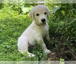 Small Photo #20 Golden Retriever Puppy For Sale in SCHNECKSVILLE, PA, USA