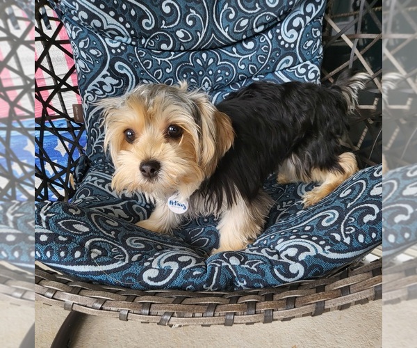 Medium Photo #1 Yorkshire Terrier Puppy For Sale in CAPE CORAL, FL, USA