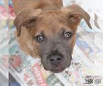 Small #3 Australian Shepherd Mix