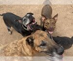 Small #2 American Pit Bull Terrier Mix