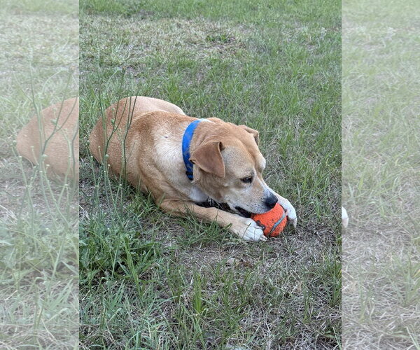 Medium Photo #6 Mountain Cur-Rhodesian Ridgeback Mix Puppy For Sale in Holly Springs, NC, USA