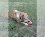 Small #5 Mountain Cur-Rhodesian Ridgeback Mix