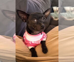 Chihuahua Dogs for adoption in Lake Elsinore, CA, USA
