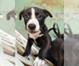 Quinney - Female American Staffordshire Terrier-Unknown Mix Dog for Adoption - Photo #4