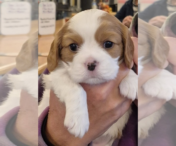 Medium Photo #1 Cavalier King Charles Spaniel Puppy For Sale in RILEYVILLE, VA, USA